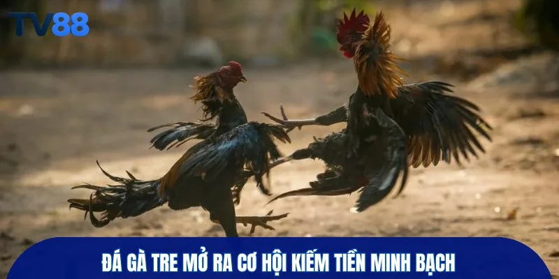 Đá gà tre mở ra cơ hội kiếm tiền minh bạch