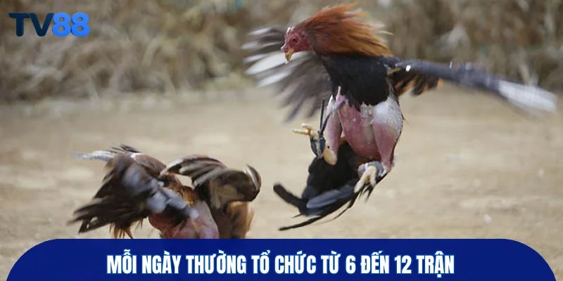 Mỗi ngày thường tổ chức từ 6 đến 12 trận